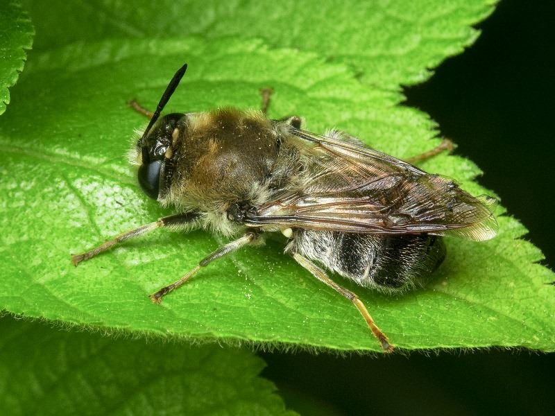 Stratiomys longicornis (Scopoli, 1763)
